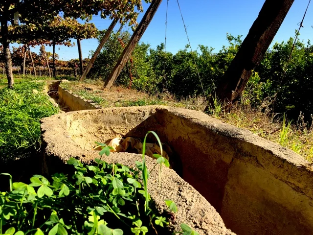 Acequia tradicional entre las parras de la finca