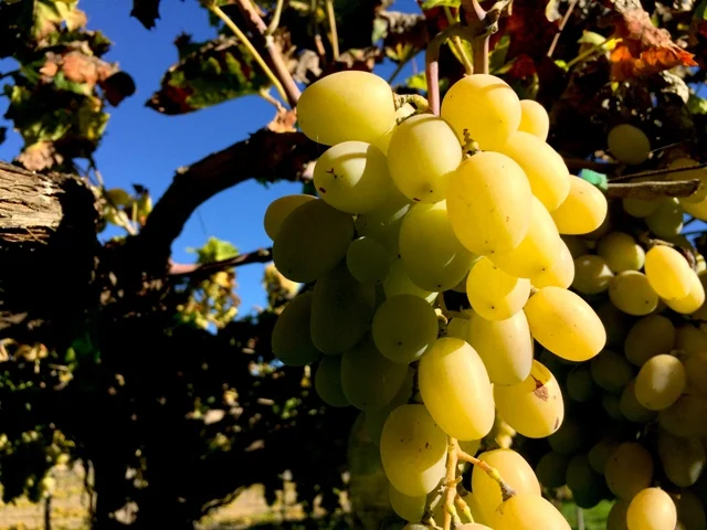 Racimo dorado de uva de Ohanes creciendo en el parral de Finca Los Frailes
